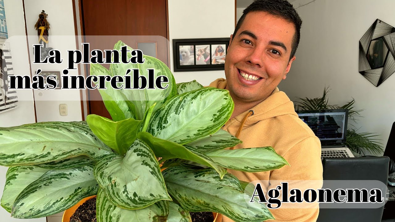 leon artificial plant aglaonema uk Aila the Artificial Aglaonema – Plantish main image 0