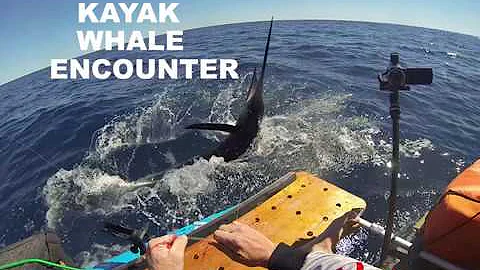 Kayak Whale Encounter while catching a sailfish