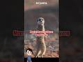 Meerkat: Hewan Sosial yang Nempel Terus! #faktaunik #reelsvideo #animals #faktamenarik