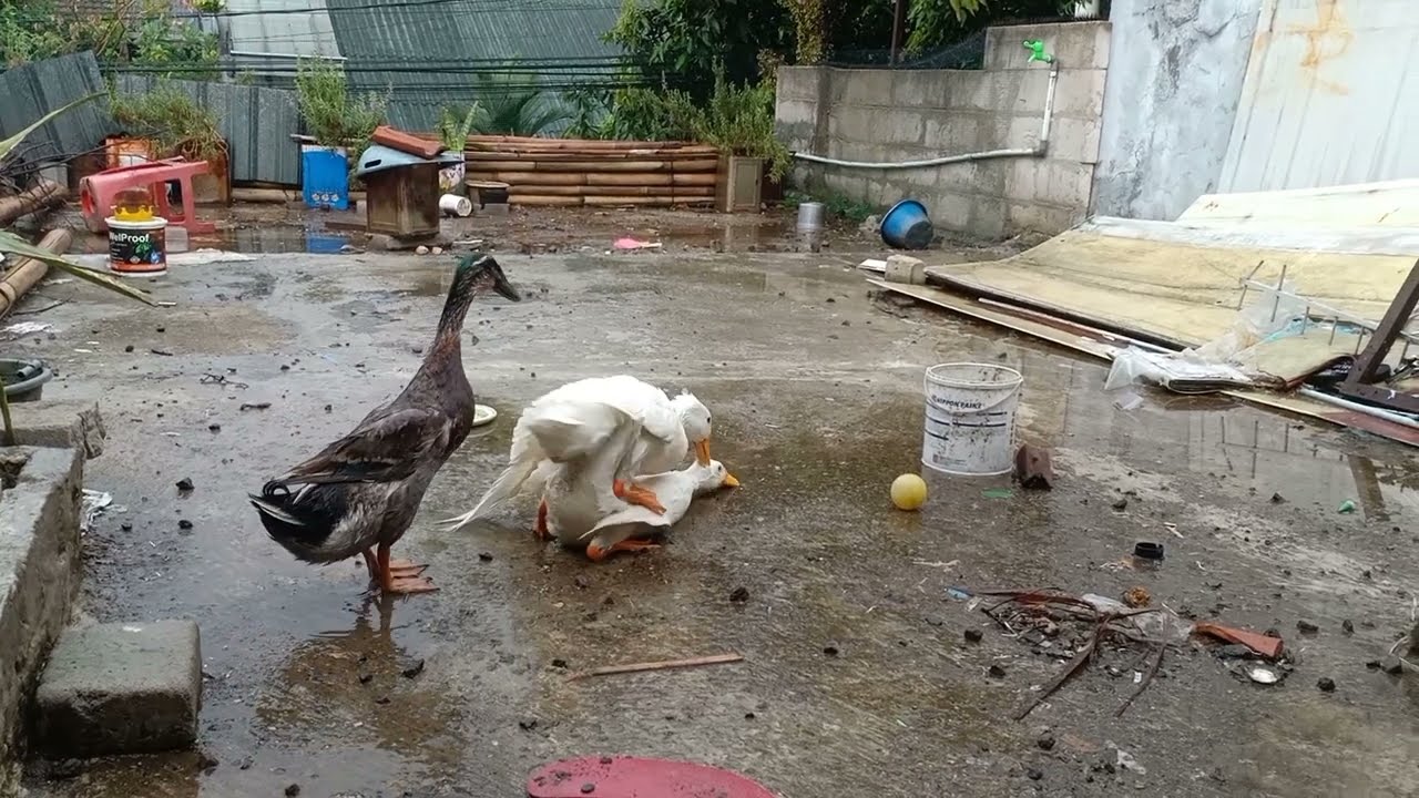 Bebek kawin | Betina tangguh