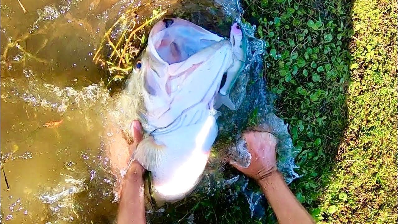 The BIGGEST BASS of the YEAR!!