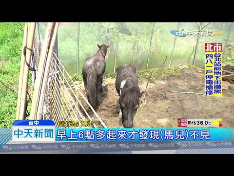 20190902中天新聞　2幼馬離家出走「逛大街」 8警手忙腳亂追趕