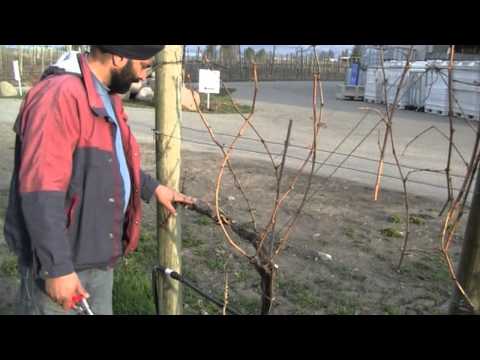 G - How do you determine whether to cane-prune or spur-prune a vine?