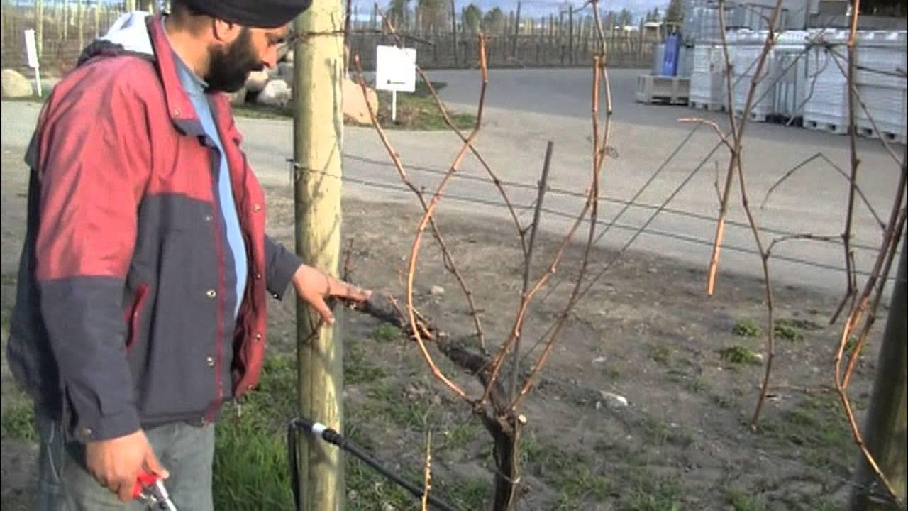 G How do you determine whether to caneprune or spurprune a vine