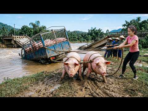 80KG PIG FARMING | Selling the Whole Herd After 210 Days — 我的农场养猪旅程