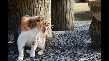 Cat fights / This Cat fight is so hilarious / GoPro #catmeme