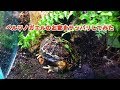 No.008　【ベルツノリウム】ベルツノガエルのお家をサッパリしてみた
