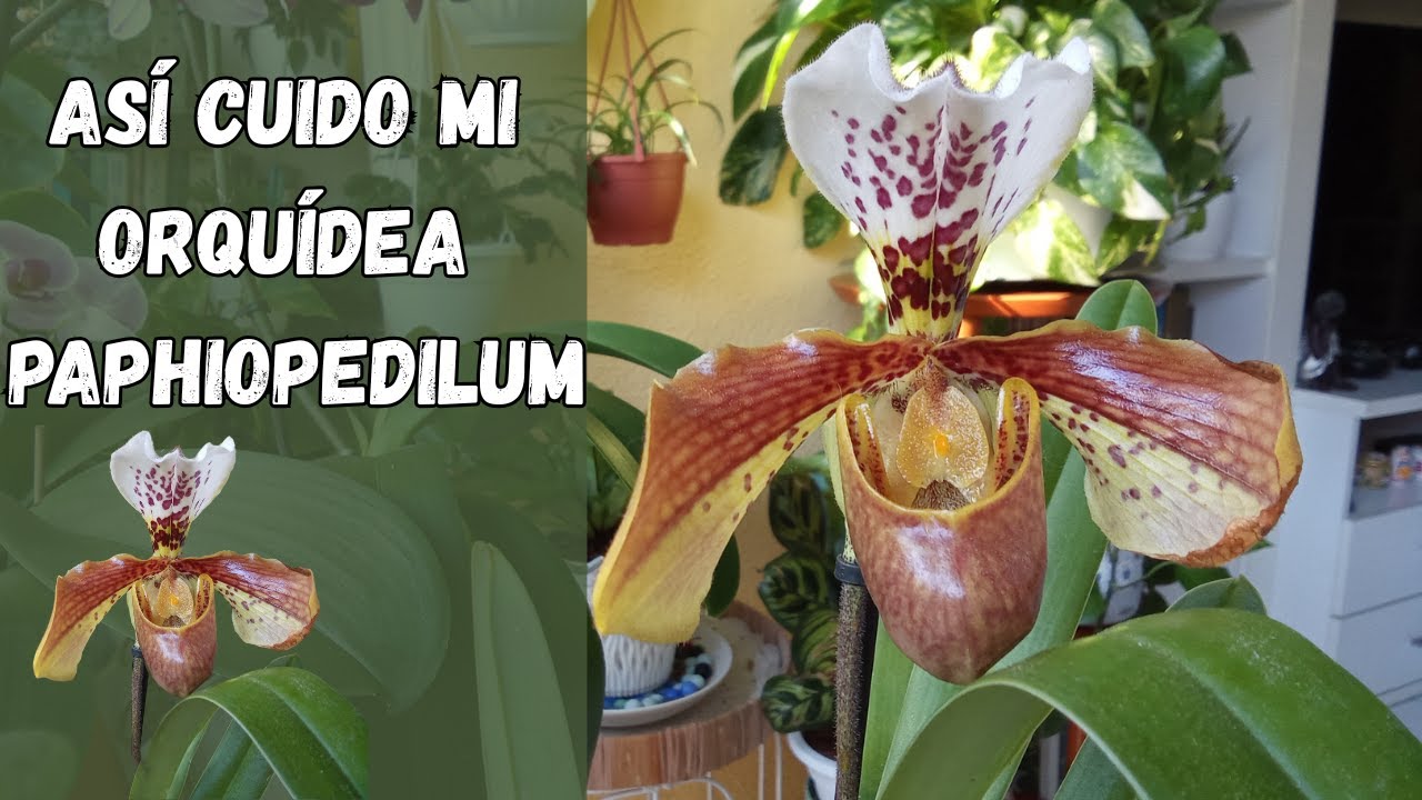 Orquídea Paphiopedilum o Zapatito (Cuidados básicos)