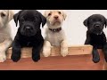 ご飯前のラブラドールレトリバー子犬