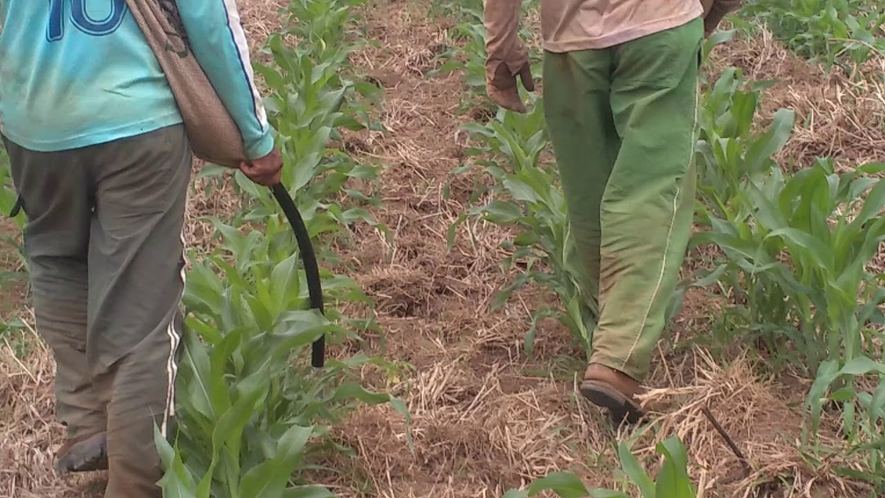 Quantidade De Adubo Por Hectare Para Milho