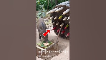 OMG! Amazing Pig Trap With Incredible Design!#pigtrap #shorts #shortvideo #bimbooday