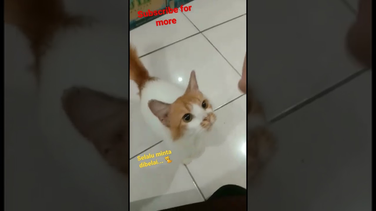 Funny Cat . Yuk Subscribe Yuk. 🌹🌹 