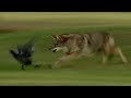 Coyote hunts birds  bbc earth