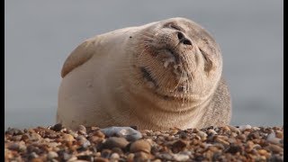 This Seal Can't Stop Sneezing