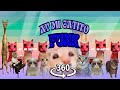 360° VR AY MI GATITO MIAU FUNK