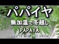 パパイヤ　無加温で冬越しした経験まとめ　Papaya How to over winter