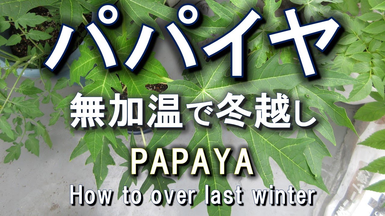パパイヤ　無加温で冬越しした経験まとめ　Papaya How to over winter