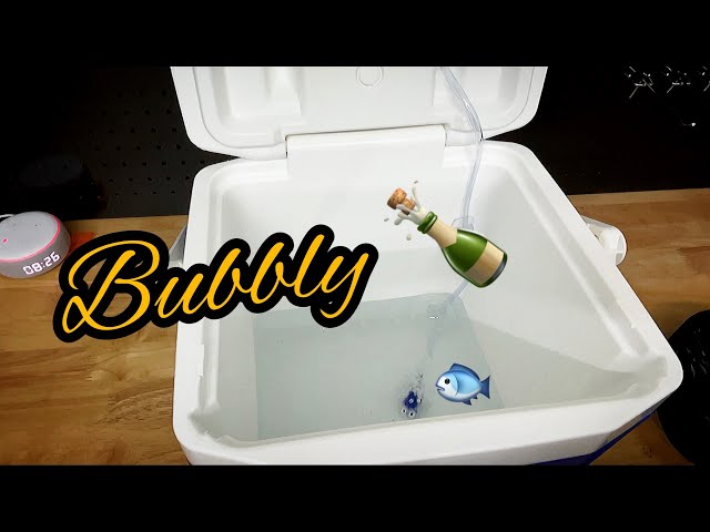 Easy DIY - How to make a cheap (INSULATED) live bait cooler 