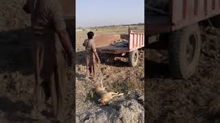 Carrying Stray Dogs In To Trolly.