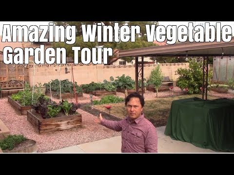 amazing-winter-vegetable-garden-tour-grown-without-buying-fertilizer
