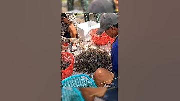 Các cao thủ mò tôm lên liền con nhanh như chớp #shorts #tom