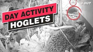 Day activity in healthy wild baby hedgehogs / free-living hoglets (documentation)