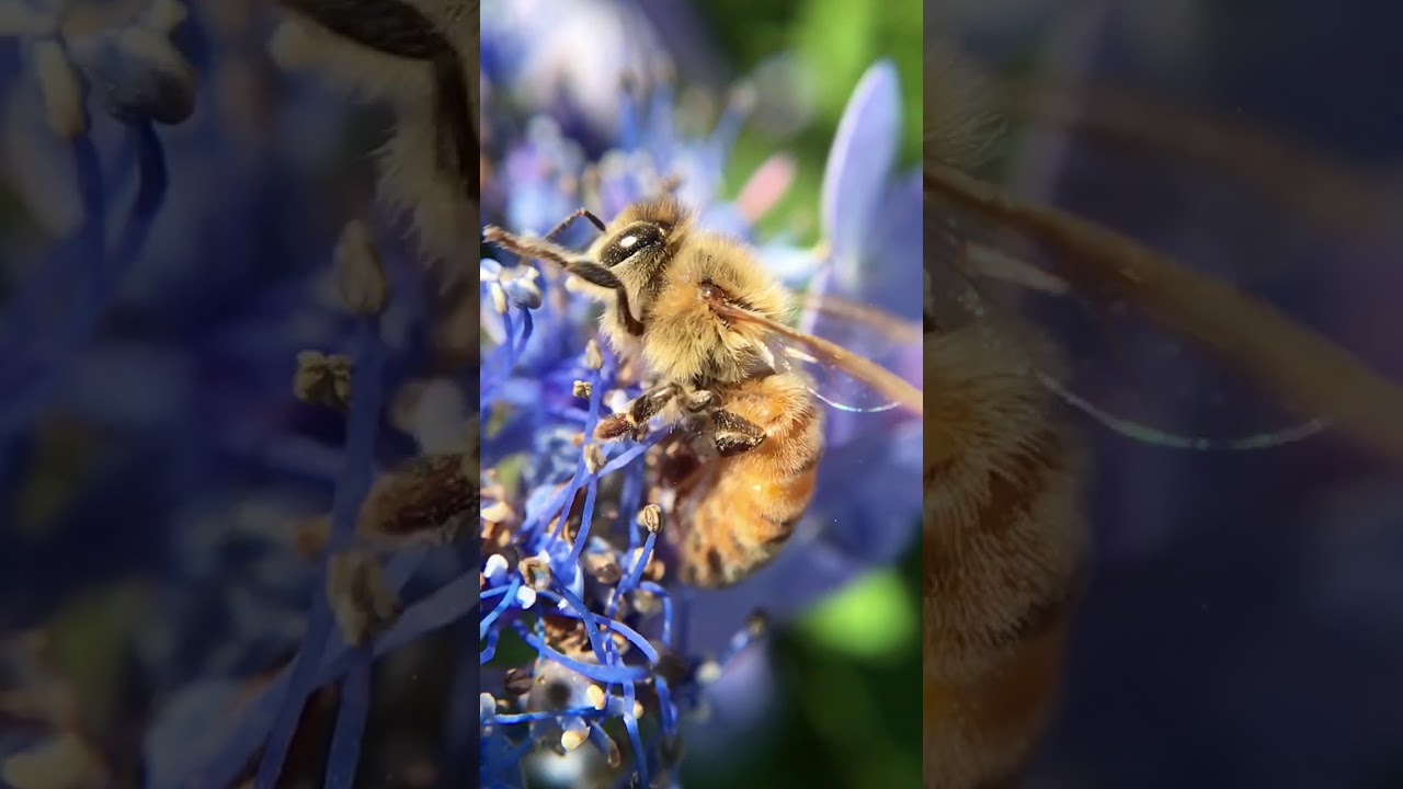Hydrangea bee - YouTube