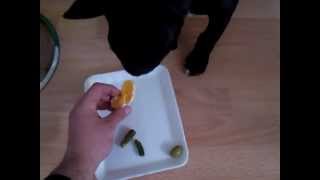 Bull Terrier Breakfast