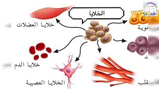 نظرية الخلية