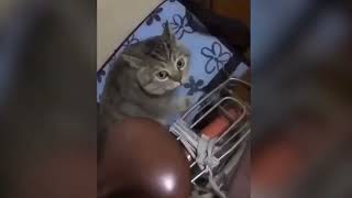 Kucing berbicara / kucing in dapat berbicara bahasa Inggris lebih baik dripada manusia #kucing #cat screenshot 5