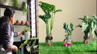ഏറ്റവും ചിലവ് കുറഞ്ഞ രീതിയിൽ indoor water plantകൾ Set ചെയ്യാം water plants settings at home