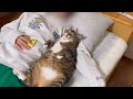 猫みたいなぬいぐるみ