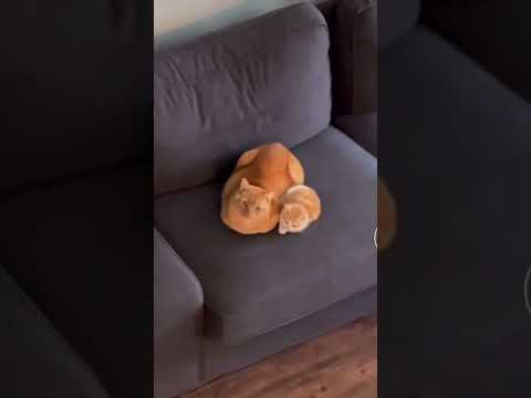 They want burgers-helper