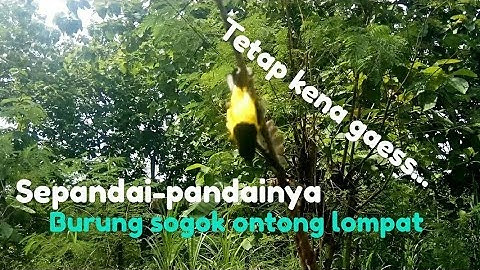 MEMIKAT BURUNG SOGOK ONTONG YANG SUDAH TAU PULUT, DENGAN TRIK RANJAU ALHAMDULILLAH POIN JUGA,,,