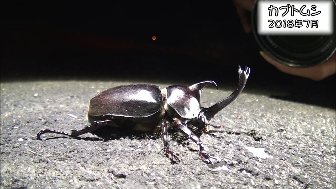カブトムシ Japanese rhinoceros beetle (Trypoxylus dichotomus