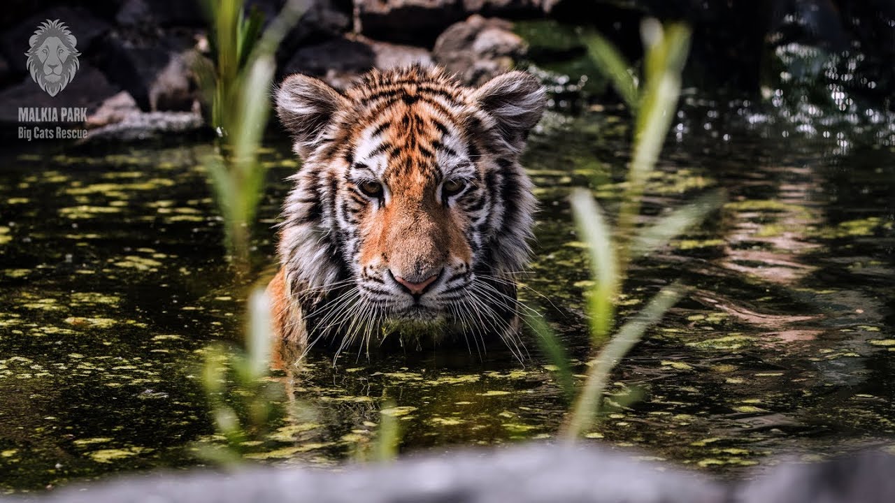 malkia park cena MalkiaPark Promo Spot 2017