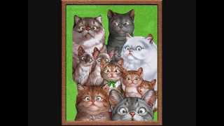 Kurban - Namus Belası