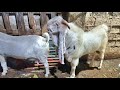 Worlds most expensive gulabi goat breeder  complete vlog