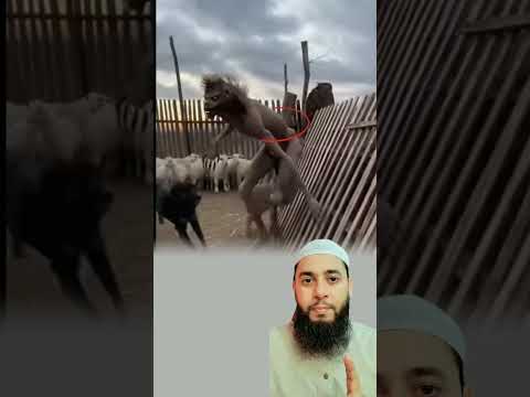 3 ظهر ظل أزرق بين الحظائر فاشتعل نباح الكلاب تحاصر الغريب دون أن تترك له مجال ا للتحرك