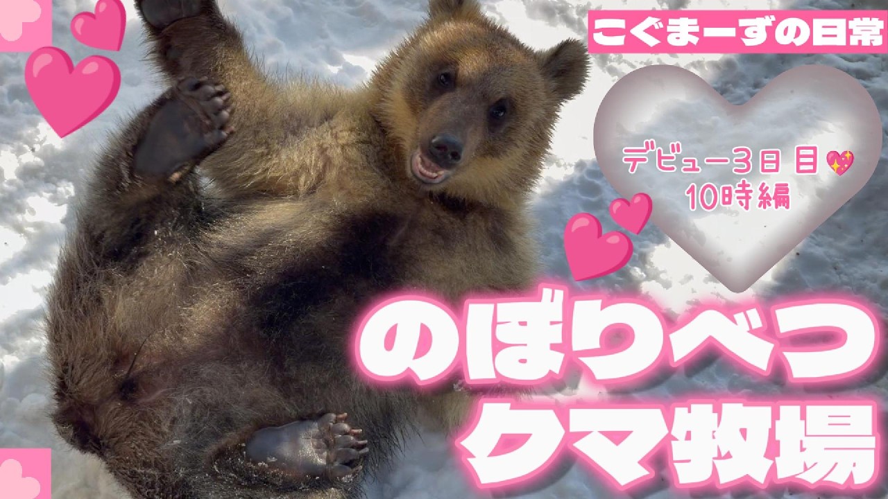 【2026/02③】こぐまーずの日常⭐︎デビュー3日目10時編