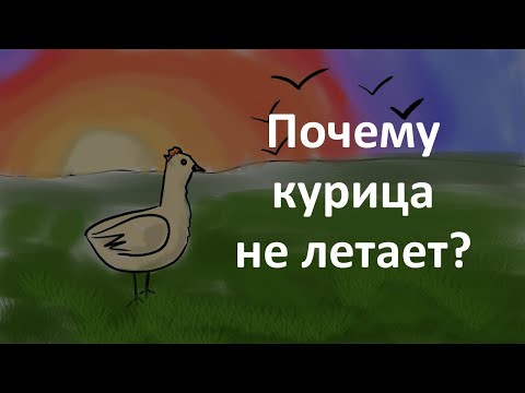 Почему курицы не летают?