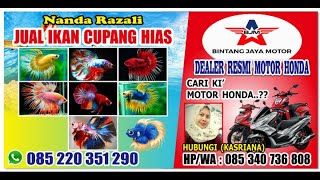 DESAIN SPANDUK JUAL IKAN CUPANG