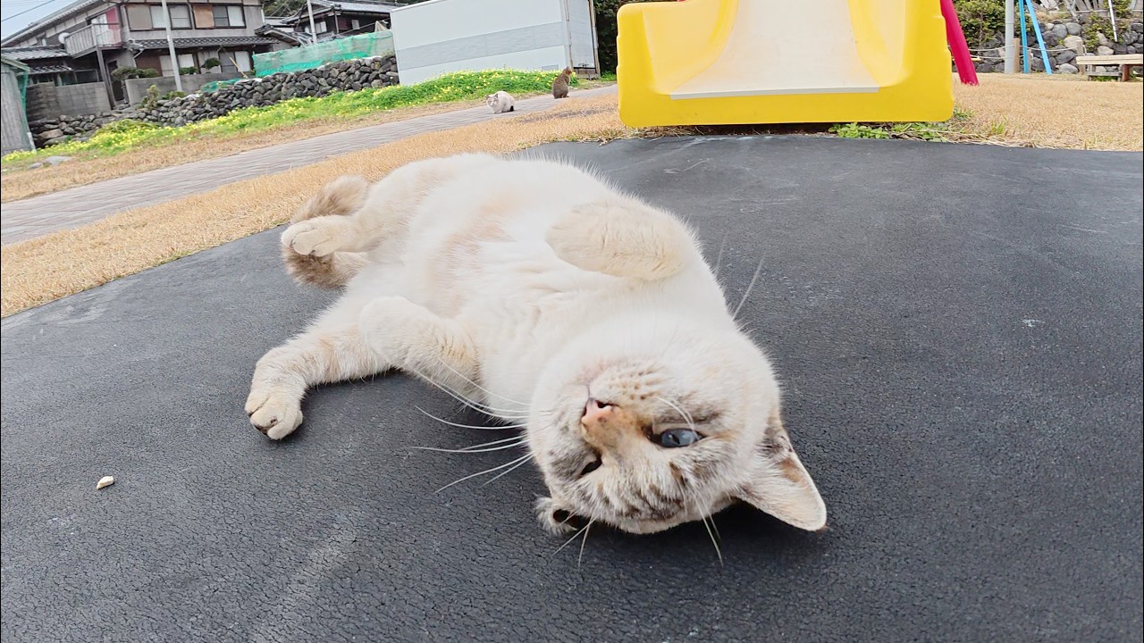 Из-за сиамской кошки валявшейся в парке я не смог добраться домой