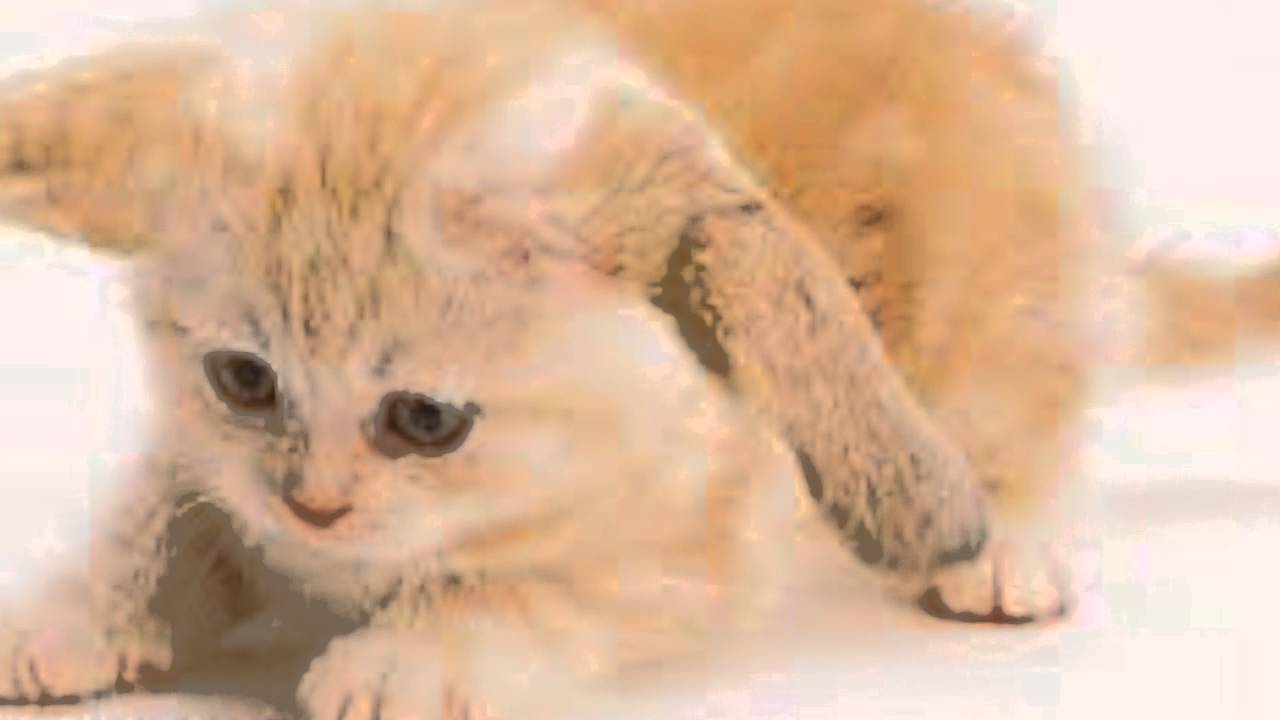 picture Cabbit Animal the cabbit youtube