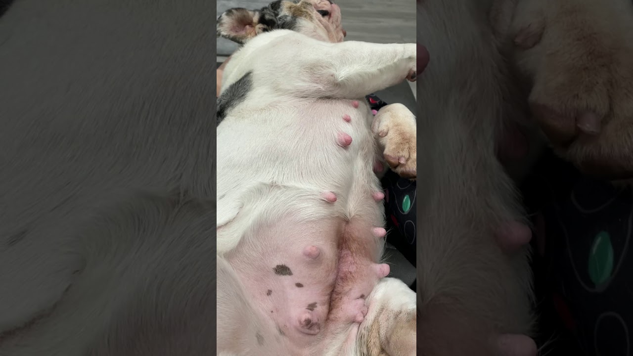 Rare Colored Merle AKC English Bulldog 30days pregnant Puppies coming 30day belly