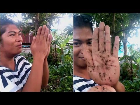 Mosquitoe Whisperer Shows How To Catch The Flies