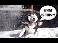 Meeka the husky sees snow for the first time  