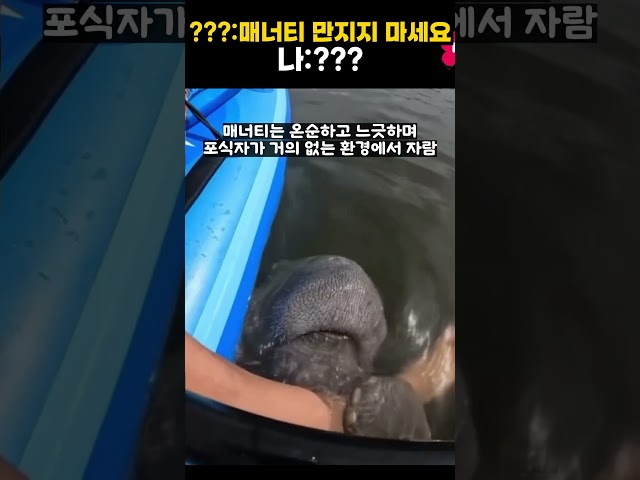 매너티 만지지 마세요!!