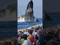 Salto de la ballena #ballenas #mar #naturaleza