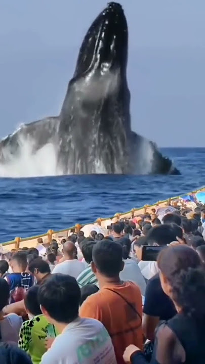 Salto de la ballena #ballenas #mar #naturaleza